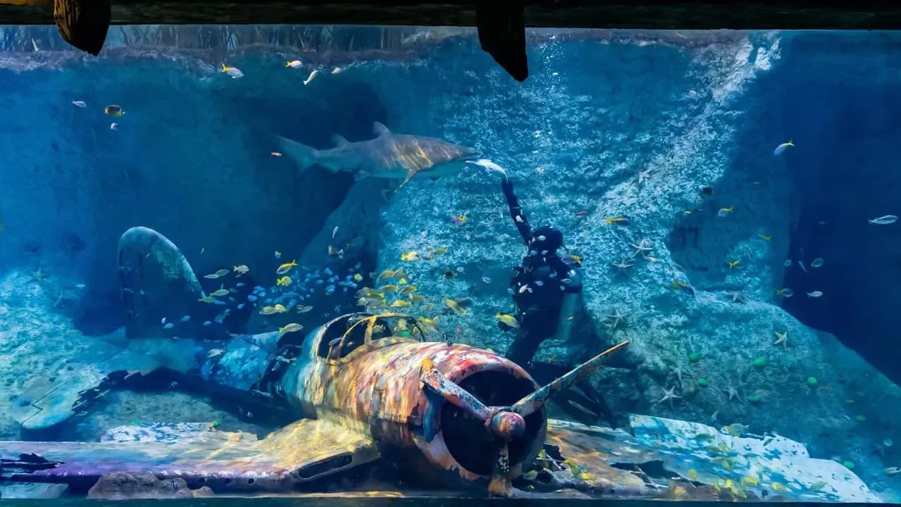 The National Aquarium Abu Dhabi Tickets — photo 1
