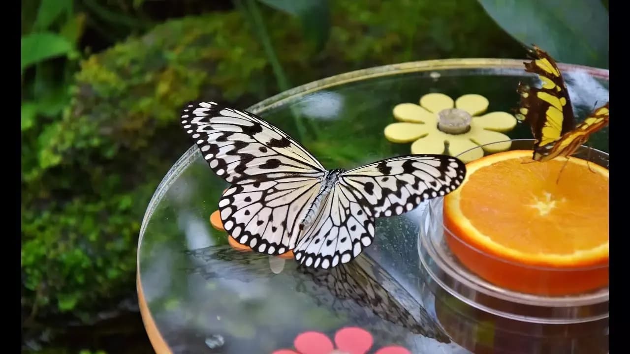 Dubai Butterfly Garden Tickets — photo 1