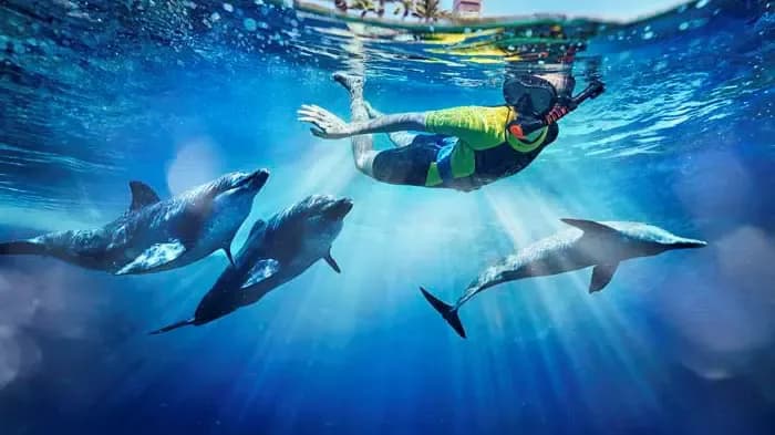 Dolphin Bay at Atlantis The Palm — photo 1