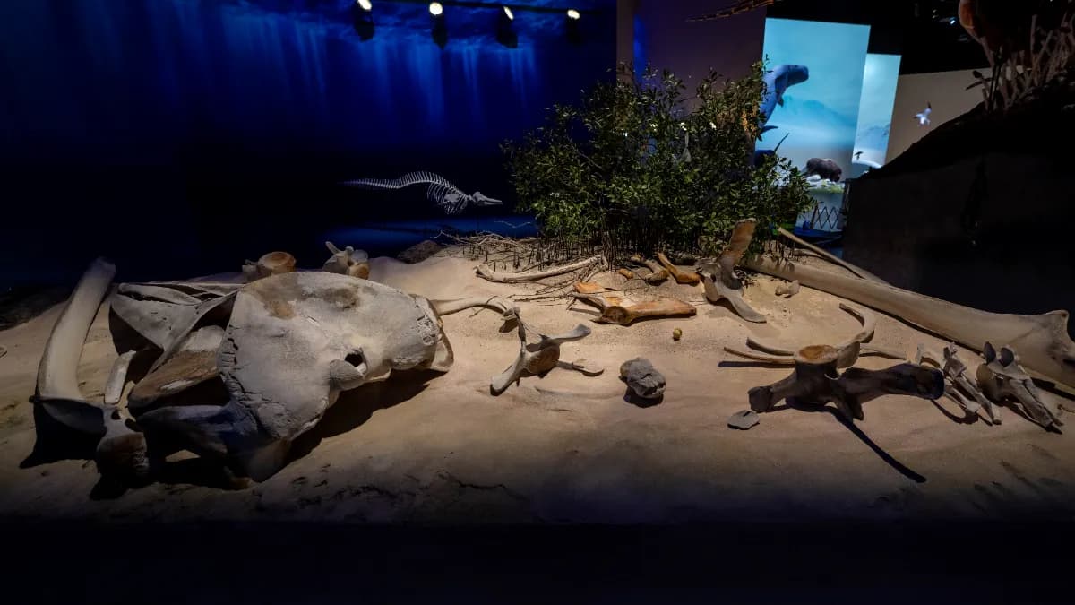Natural History Museum Abu Dhabi Tickets — photo 3