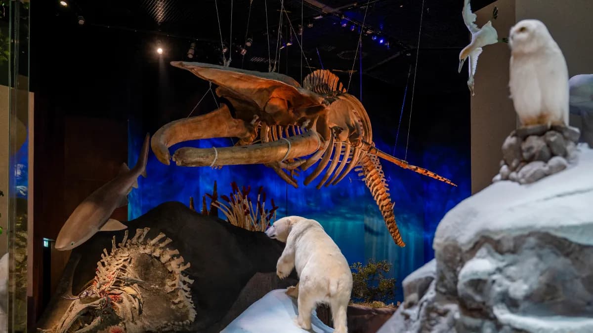 Natural History Museum Abu Dhabi Tickets — photo 6