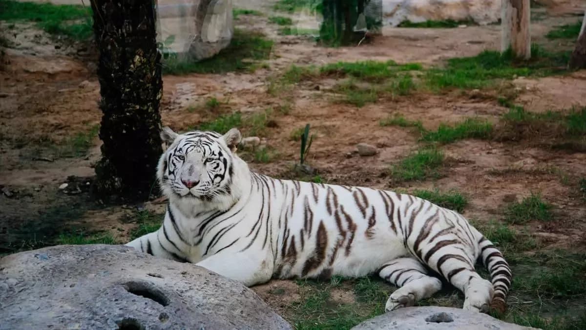 Emirates Park Zoo Abu Dhabi – Explorer Ticket — photo 5