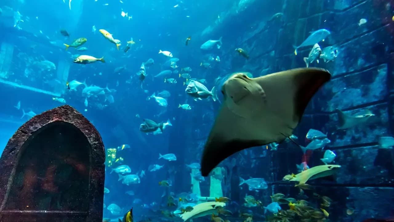 Dubai Aquarium & Underwater Zoo at The Dubai Mall — photo 3