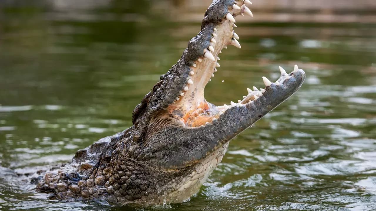 Dubai Crocodile Park Tickets — photo 2