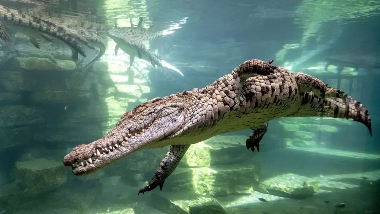 Dubai Crocodile Park Tickets — photo 3