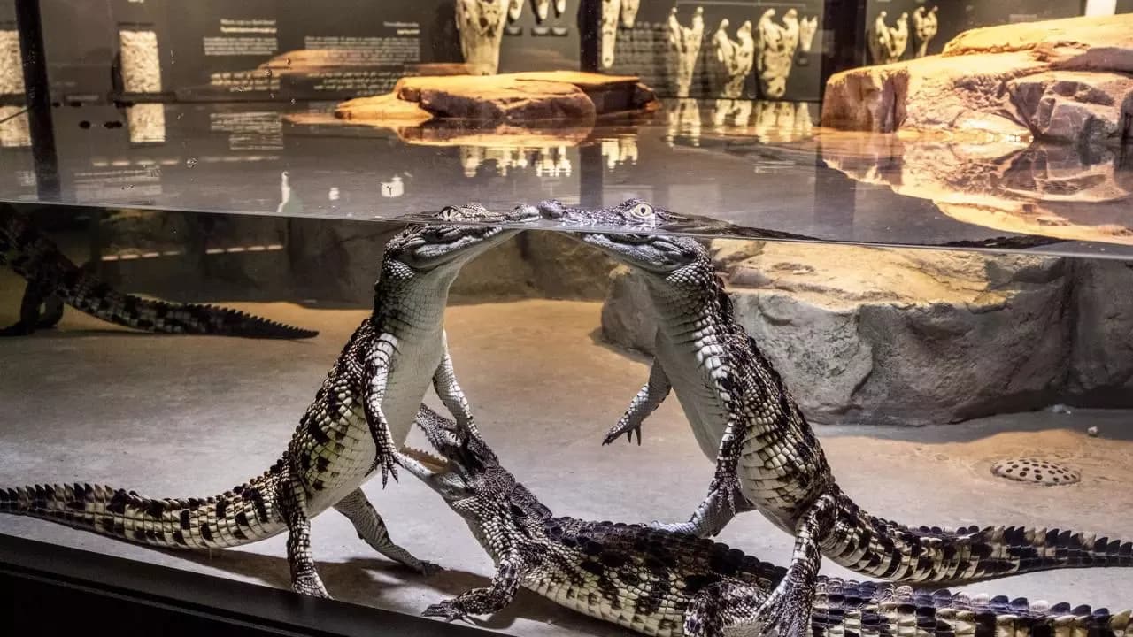Dubai Crocodile Park Tickets — photo 4