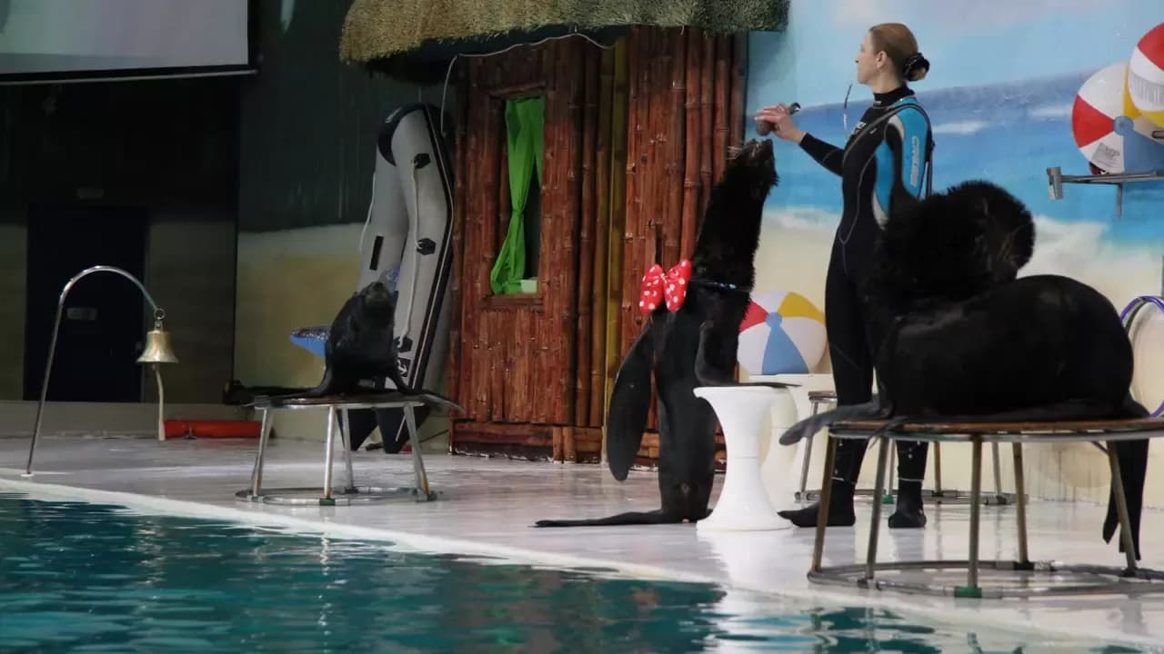 Dubai Dolphinarium Show Tickets — photo 3
