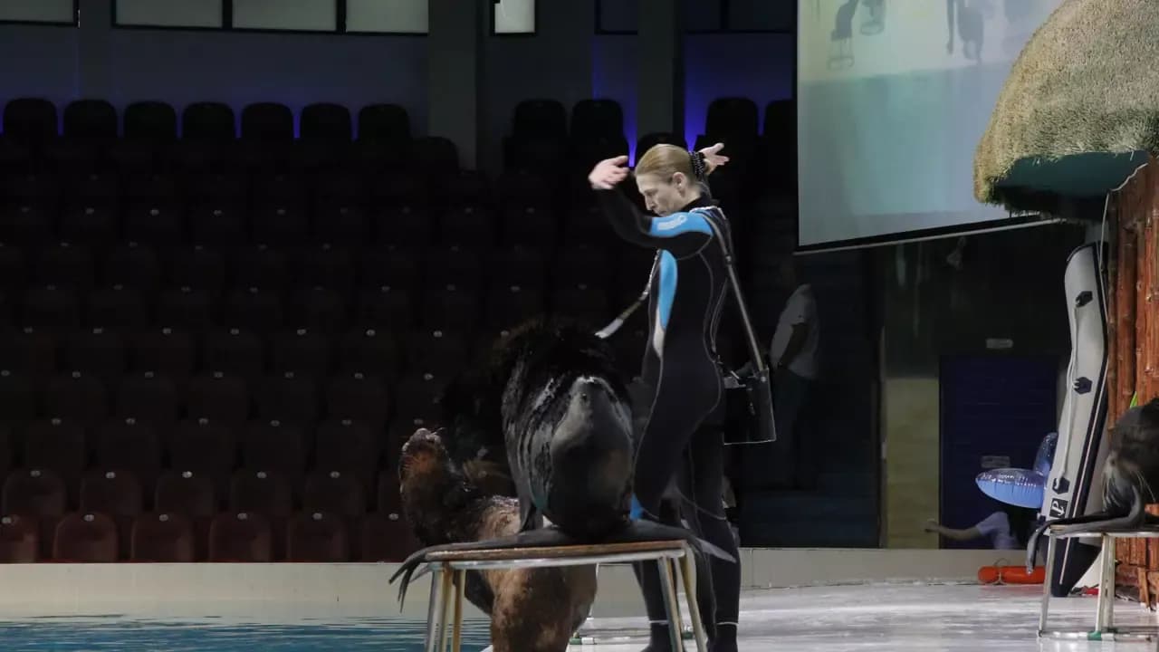 Dubai Dolphinarium Show Tickets — photo 4