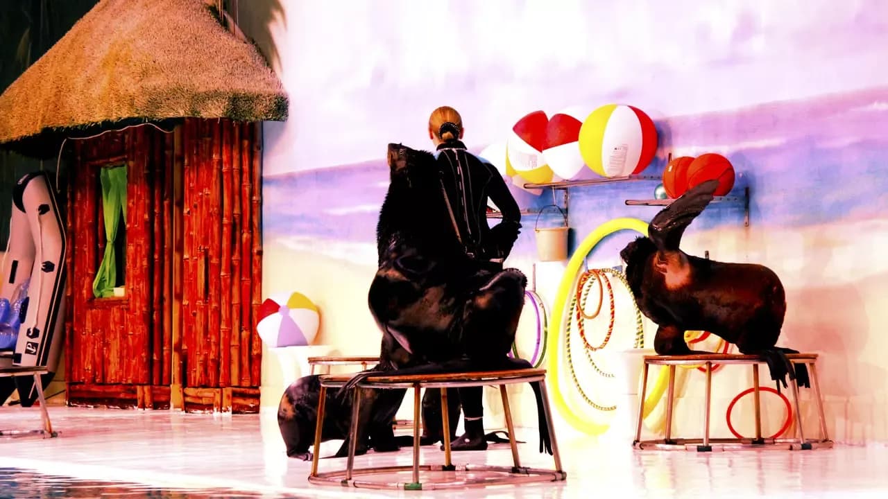 Dubai Dolphinarium Show Tickets — photo 5