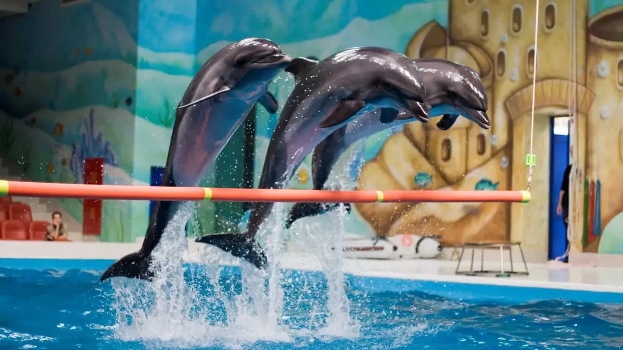 Dubai Dolphinarium Show Tickets — photo 6