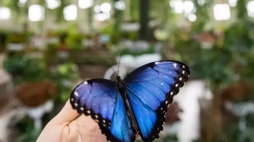 Dubai Butterfly Garden Tickets — photo 2